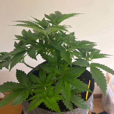 Northern Light X  growlog timeline photo