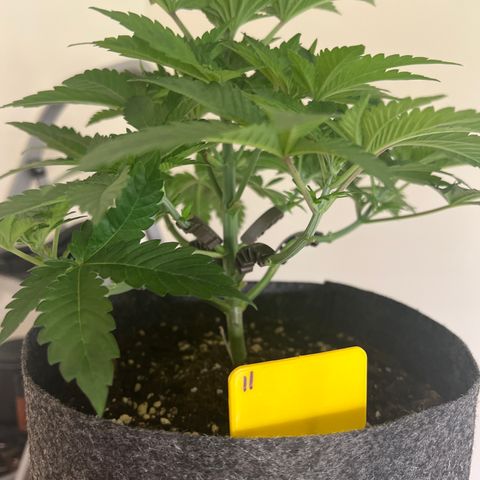 Northern Light X  growlog timeline photo