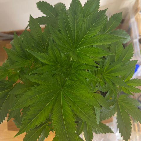 Northern Light X  growlog timeline photo