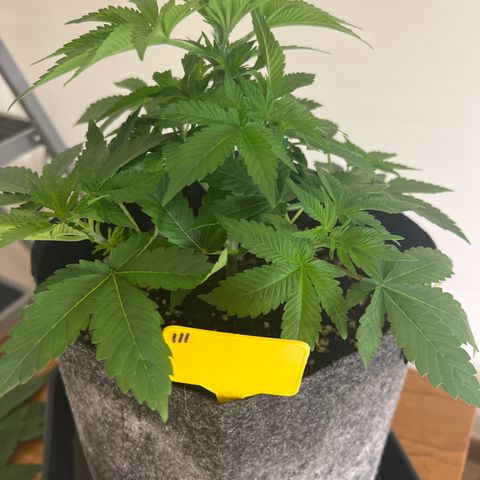 Northern Light X  growlog timeline photo