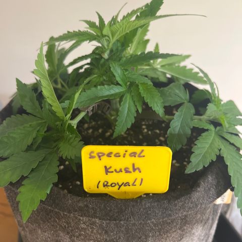Special Kush 1 growlog timeline photo