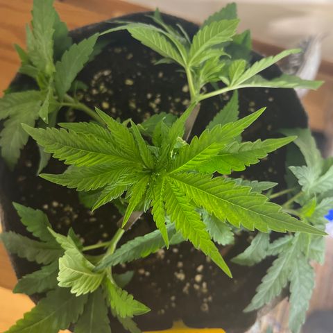 Special Kush 1 growlog timeline photo