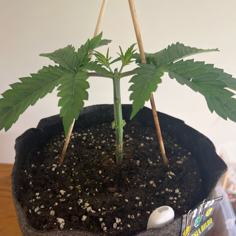 Amnesia Bilbo growlog timeline photo