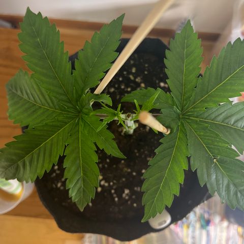 Amnesia Bilbo growlog timeline photo