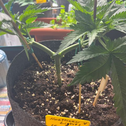 Northern Light X  growlog timeline photo