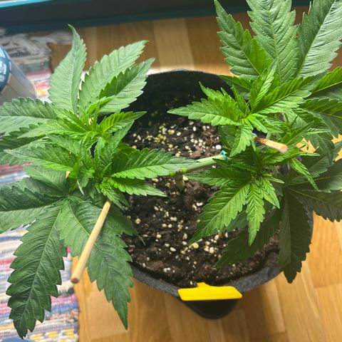 Northern Light X  growlog timeline photo