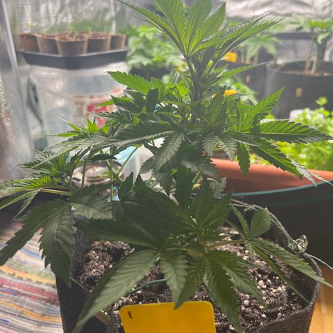 Northern Light X  growlog timeline photo