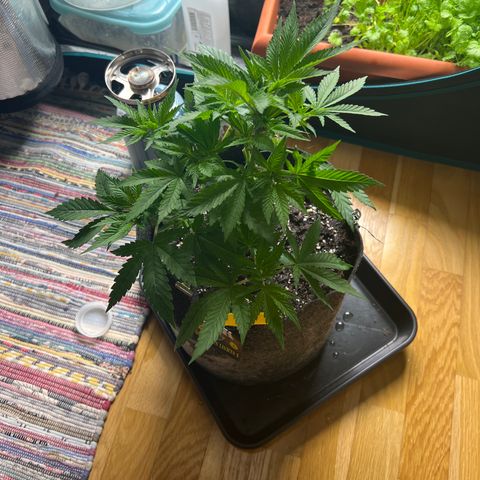 Northern Light X  growlog timeline photo