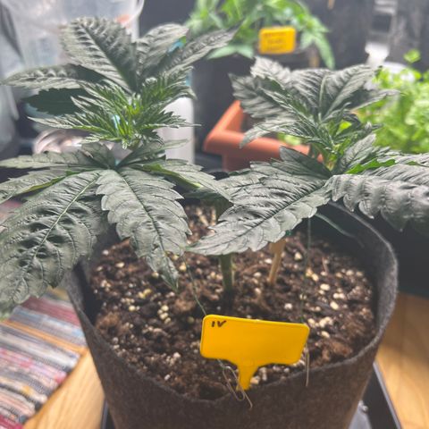 Northern Light X  growlog timeline photo