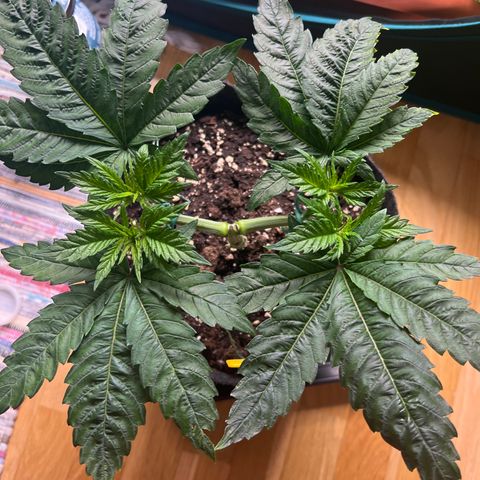 Northern Light X  growlog timeline photo