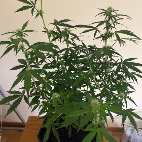 Green Gelato Automatic growlog timeline photo