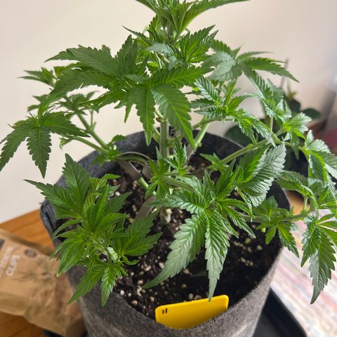 Northern Light X  growlog timeline photo