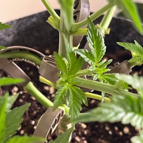 Northern Light X  growlog timeline photo