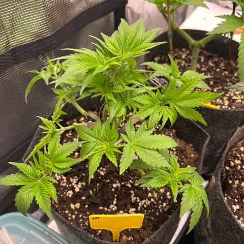 Northern Light X  growlog timeline photo