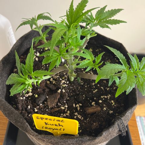 Special Kush 1 growlog timeline photo