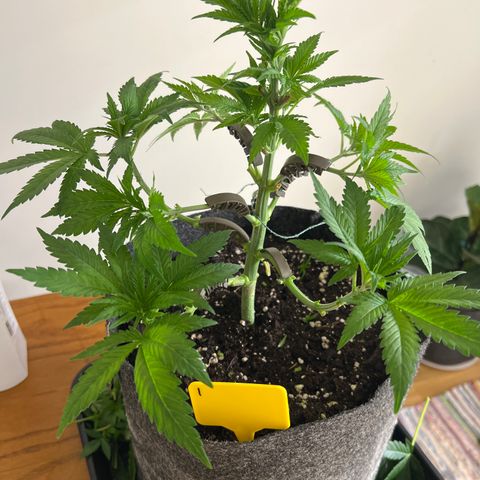 Special Kush 1 growlog timeline photo