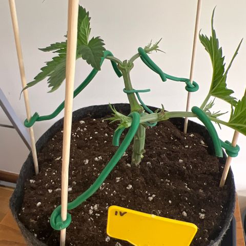 Northern Light X  growlog timeline photo