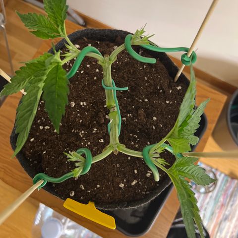Northern Light X  growlog timeline photo
