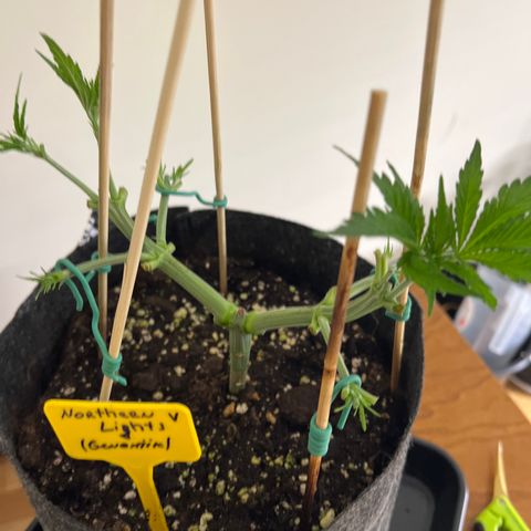 Northern Light X  growlog timeline photo