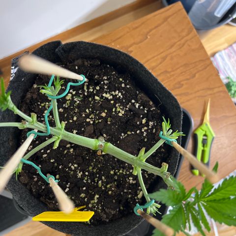 Northern Light X  growlog timeline photo