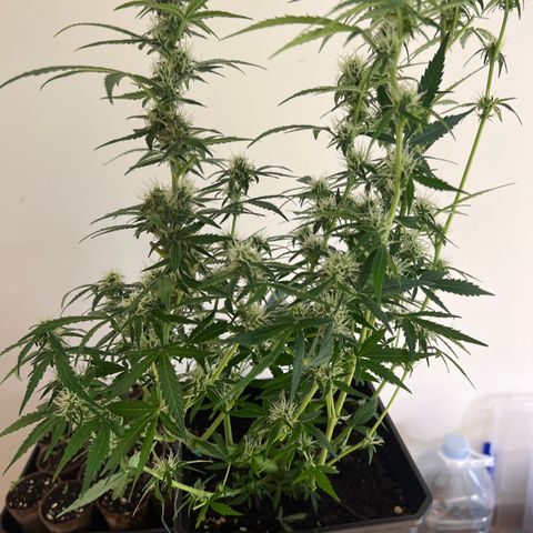 Green Gelato Automatic growlog timeline photo
