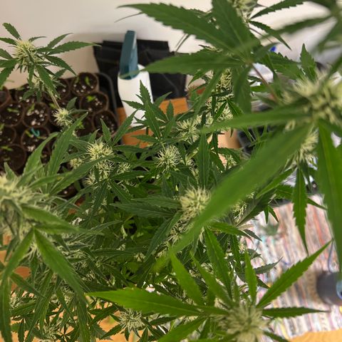 Green Gelato Automatic growlog timeline photo