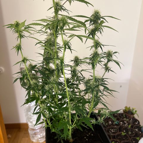 Green Gelato Automatic growlog timeline photo