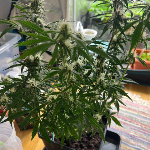 Green Gelato Automatic growlog timeline photo