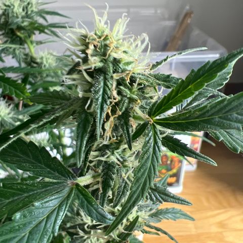 Green Gelato Automatic growlog timeline photo