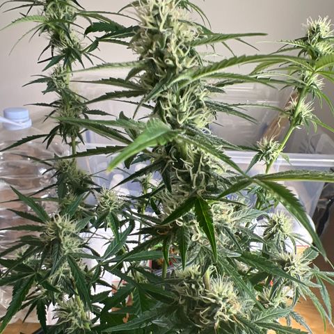Green Gelato Automatic growlog timeline photo
