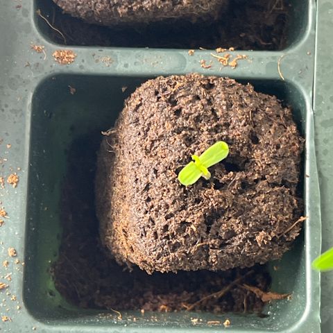 Roayal Queen Seeds  Cosmos F1 growlog timeline photo