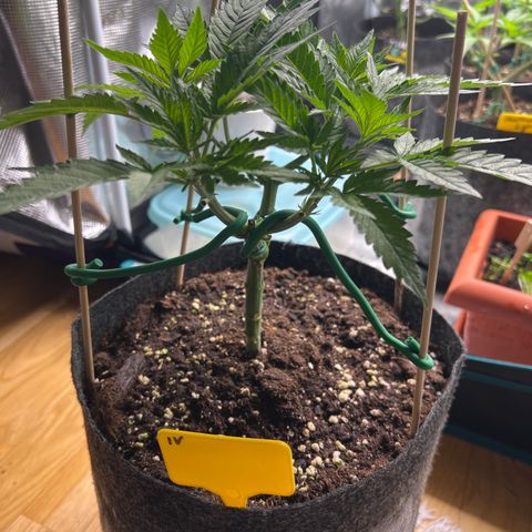 Northern Light X  growlog timeline photo