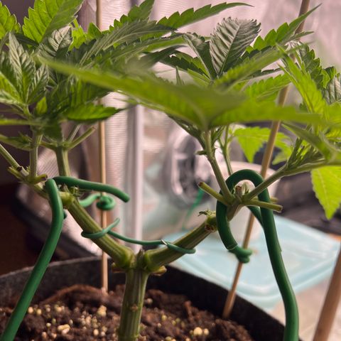 Northern Light X  growlog timeline photo