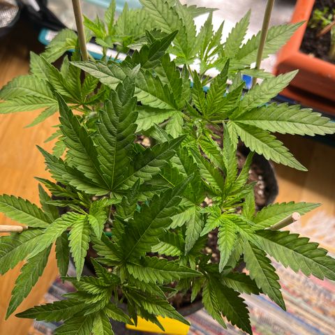 Northern Light X  growlog timeline photo