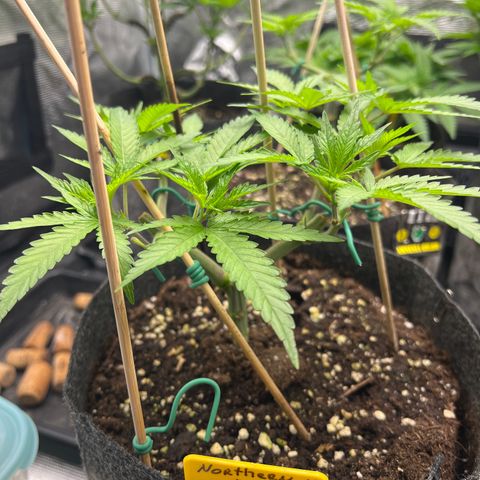 Northern Light X  growlog timeline photo