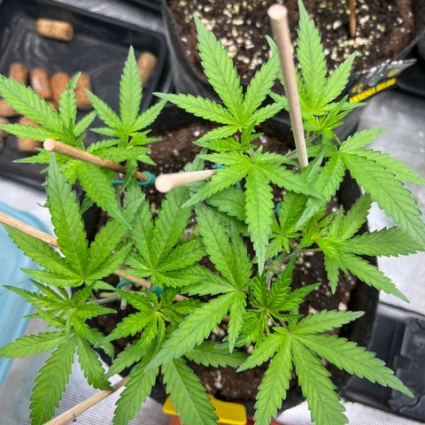Northern Light X  growlog timeline photo