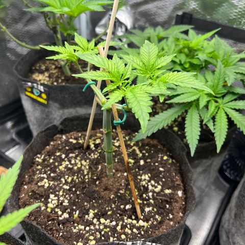 Amnesia Bilbo growlog timeline photo