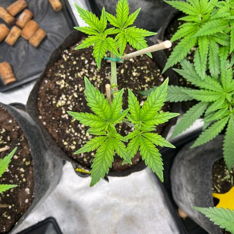 Amnesia Bilbo growlog timeline photo