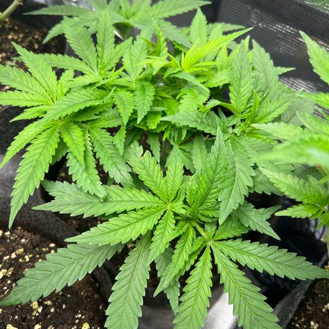 Special Kush 1 growlog timeline photo