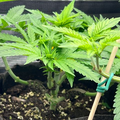 Special Kush 1 growlog timeline photo
