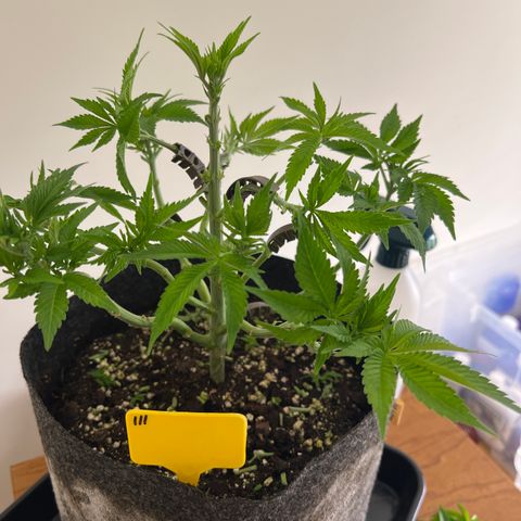 Northern Light X  growlog timeline photo