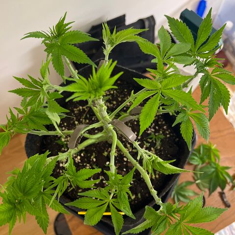 Northern Light X  growlog timeline photo