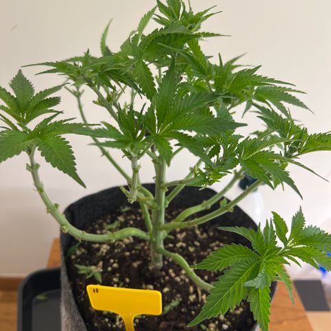 Northern Light X  growlog timeline photo