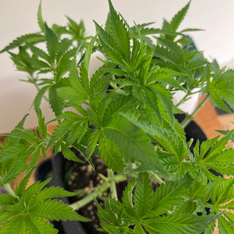 Northern Light X  growlog timeline photo