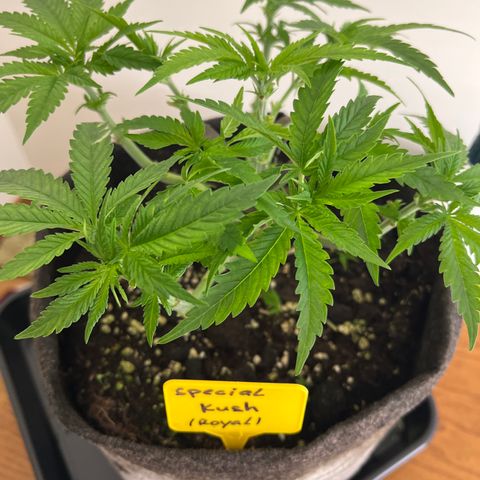 Special Kush 1 growlog timeline photo