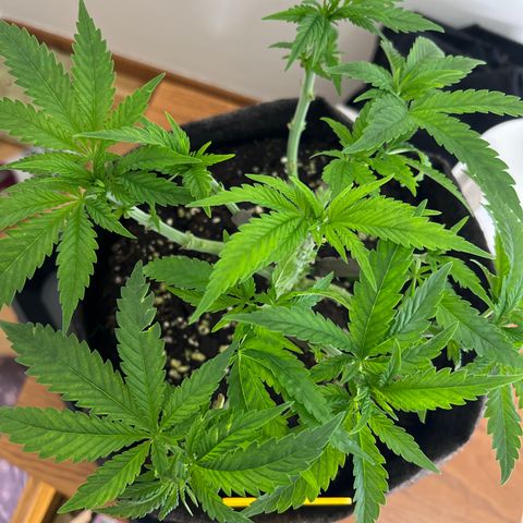 Special Kush 1 growlog timeline photo