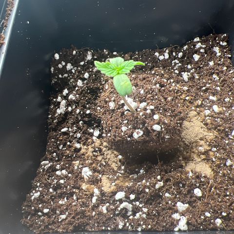 Titan F1 growlog timeline photo