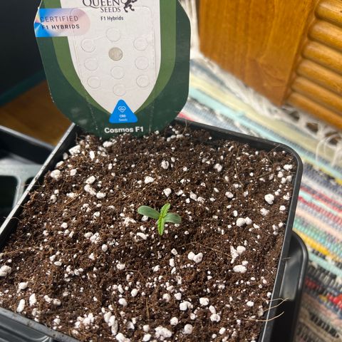 Roayal Queen Seeds  Cosmos F1 growlog timeline photo