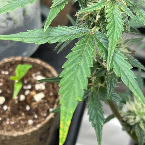 Green Gelato Automatic growlog photo: Trouble 