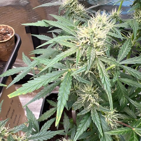 Green Gelato Automatic growlog photo: Trouble 